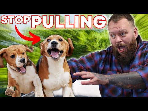 The Single FASTEST Way To STOP Your Dog Pulling On The Leash