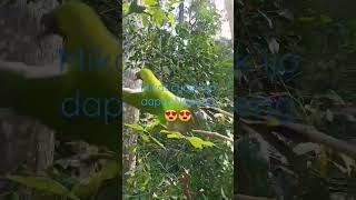 Download lagu Mikat Cucak ijo joosss mp3