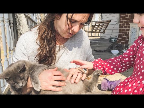 Baby Kittens are here! (The Signs of a Pregnant Cat)