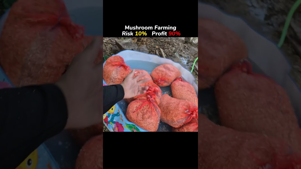 New Era Farming 🍄✅#mushroomfarming #farminglife #viral