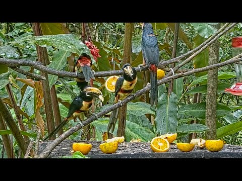 Collared Aracaris And A Variegated Squirrel Interact On The Panama Fruit Feeder – March 1, 2022