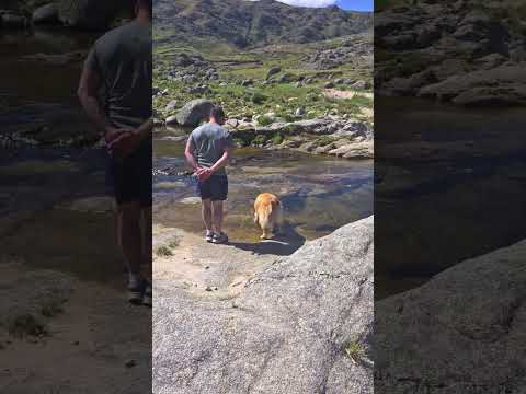 #cumbrecita #córdoba #goldenretriever #caminatas