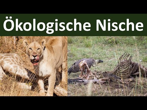 Ökologische Nische [ein Prinzip der Konkurrenzvermeidung] - [Biologie, Ökologie, Teil 8]