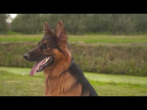 Rashond van de week Duitse Herdershond