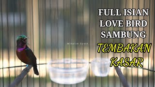 Download lagu Hummingbirds Imitate the Sounds of Love Birds mp3