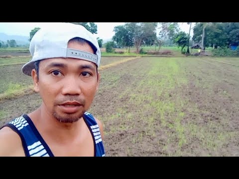 RICE FARMING update sa 6days na after mag dry seeding.