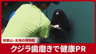 クジラ歯磨きで健康PR 和歌山・太地の博物館