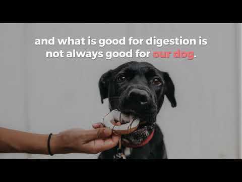 download lagu mp3 mp4 Can I Give My Dog Peaches, download lagu Can I Give My Dog Peaches gratis, unduh video klip Can I Give My Dog Peaches