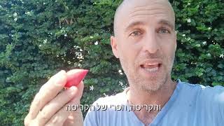 הפירות הטעימים של הצמח קריסה גדולת פרחים