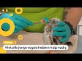 Dierenambulance krijgt te veel meldingen en opvang plekken zitten vol