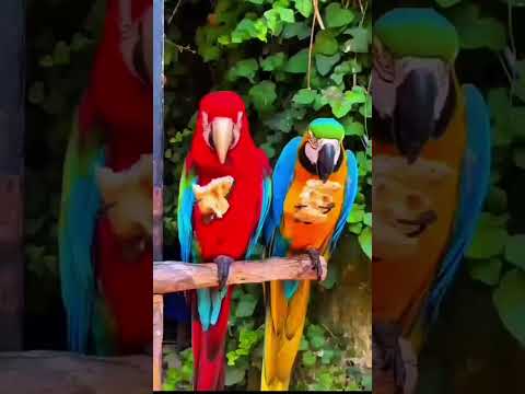 🌱 El paraíso Escondido de la Amazonía: Loreto y Ucayali 🌎💚🤎 Rio Ucayali Ucayali