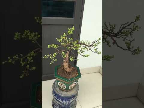 1 cây mai dáng hoành siêu nụ