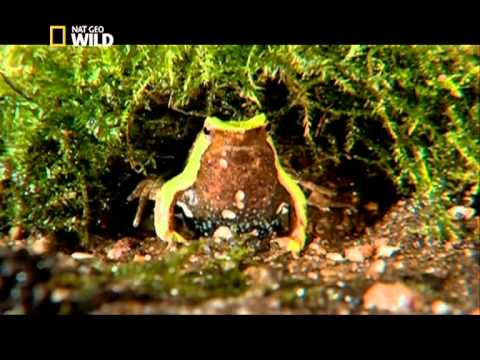 Les Zarbis la reproduction chez la grenouille de darwin