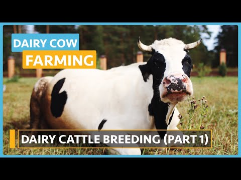Dairy Cow Farming Lesson 1 Introduction to Dairy Farming Course