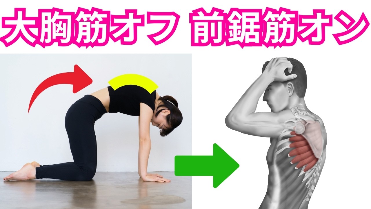 キャットポーズで「大胸筋」から「前鋸筋」を主役にするコツ３選！