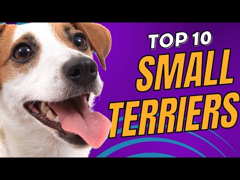 Top 10 Small Terrier Dog Breeds You'll Adore - Dogs 101