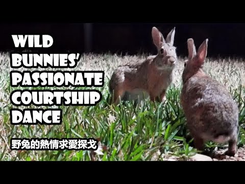 Wild bunnies' passionate courtship dance | rabbits cavorting / mating dance (sound on)