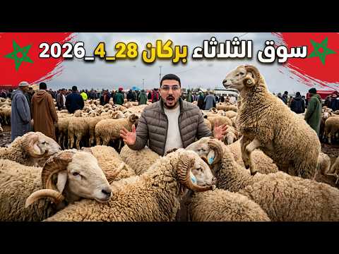 🔴 أثمنة الغنم مباشرة من سوق الثلاثاء بركان شحال وصل الحولي الخرفان الخروفات واش تقدر تشري 2026_4_28