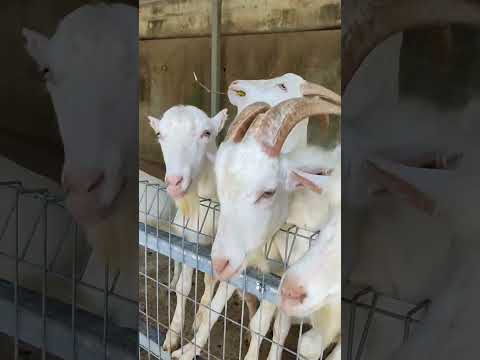 , title : 'Feeding the goats at Saanen Dairy Goat Farm. #goats #saanengoats #rambutan'