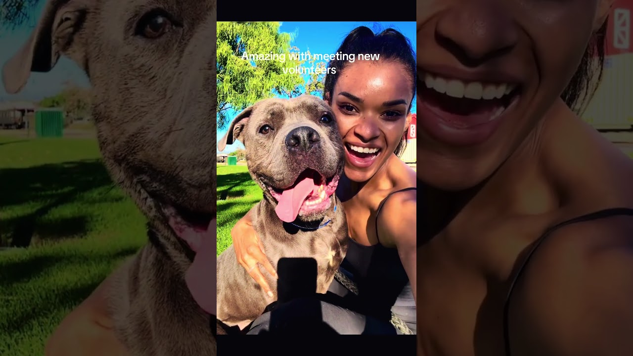 Enlarge CASEY JONES, a ADOPTABLE American Staffordshire Terrier in Thousand Oaks, CA video 6/6