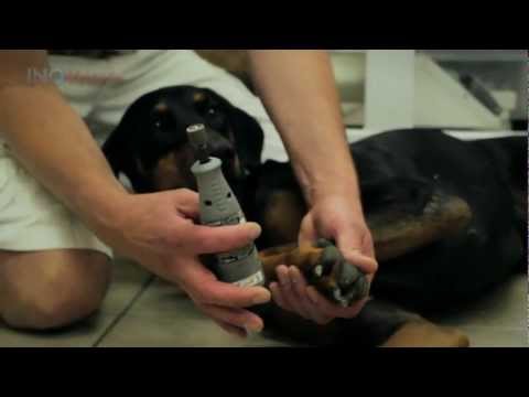 pourquoi coupe t on la queue des chiens