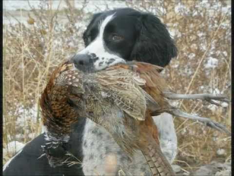 Field Bred English Springer Spaniels - Hellfiregundogs.com
