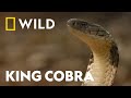 King Cobra Vs King Cobra Snake Bite National Geographic WILD UK