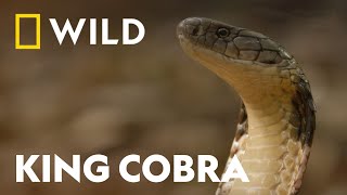 Download lagu King Cobra vs King Cobra | Snake Bite | National Geographic WILD UK mp3
