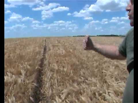 Žetva ječma NS NONIUS na imanju PP Halas Jožef 2012