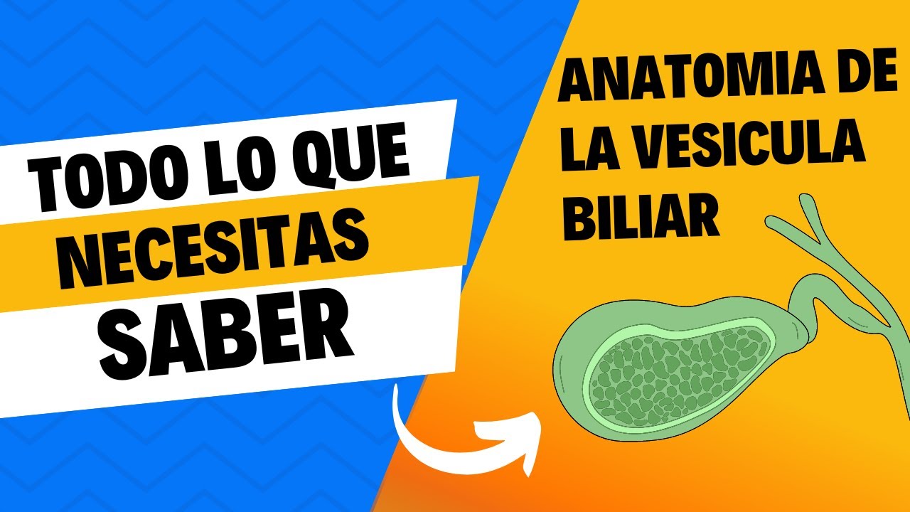 TODO LO QUE NECESITAS SABER SOBRE LA ANATOMIA DE LA VESICULA BILIAR 🤔 2024