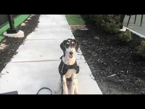 Klever Canine Academy video.