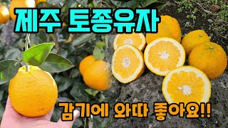 제주토종유자 댕유자 유자청/차로 만들어 드세요. #댕유자 #제주유자