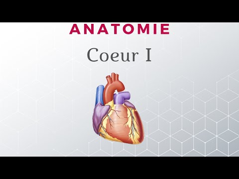 Anatomie du Cœur - Configuration Externe