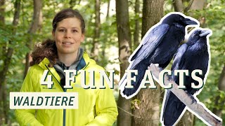 Vier Fun Facts zu Waldtieren - mit Celina