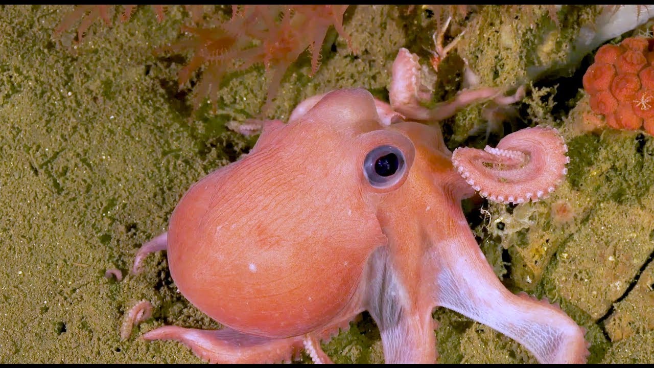 Costa Rican Deep Sea Connections - Week 3 Video Update - FK190106