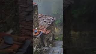 Natureza Perfeita  #shorts