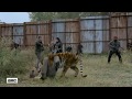 Tribute To Tigers Shiva Sher Khan Smilodon Monster Skillet