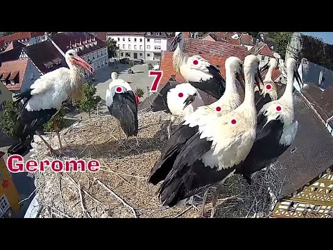 Siedem 😮 młodych bocianów i agresja - Gerome & Frieda -  Höchstadt 09 07 2023