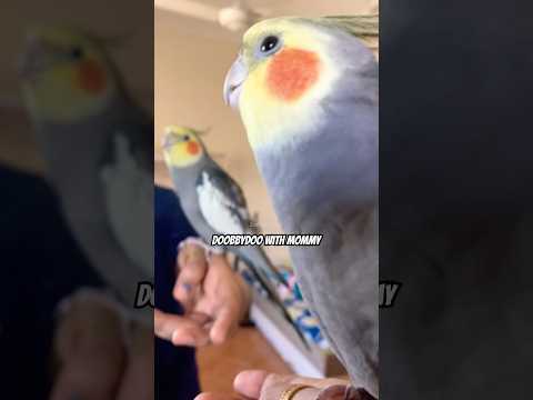 Cute Cockatiel Singing Adorable❤️#cockatiel #bird #birds #cockatiels #parrot #cutebirds #calopsita