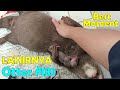 Perjuangan Induk Otter Melahirkan Anaknya