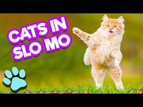 Cool Cats in Slow Motion | Funny Cats Compilation | #thatpetlife