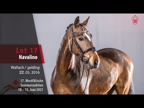 Westfälische Sommer-Auktion Lot 17 Navalino Wallach v. Nobel Nagano - Night Power