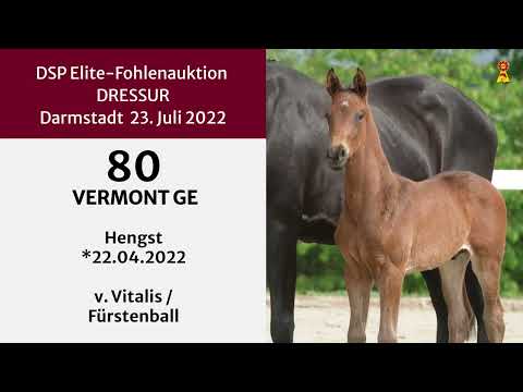 KN 80: Hengstfohlen v. Vitalis / Fürstenball