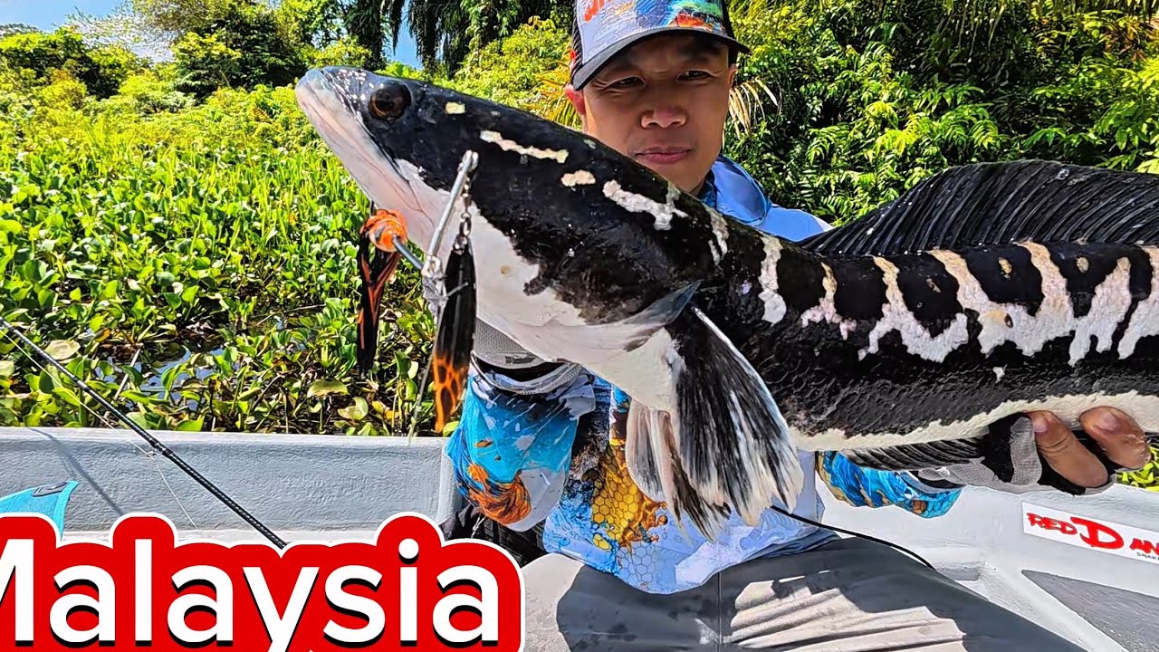 Hành Trình Chinh Phục Lóc Bông Malaysia - Tập 1
