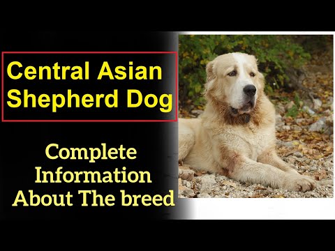 , title : 'Central Asian Shepherd Dog. Pros and Cons, Price, How to choose, Facts, Care, History'