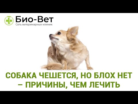 Собака чешется, но блох нет – причины, чем лечить // Сеть Ветклиник Био-Вет