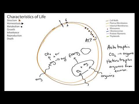 Cellular Life (geobiology)