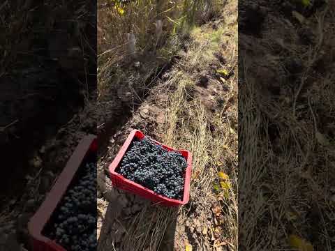Cosechando uva Malbec, Produciendo Vino Malbec 2024, en San Rafael, Mendoza 🍷✨🍇 #viral #shorts