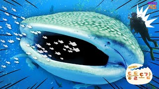 지구에서 가장 큰 물고기, 고래상어ㅣ고래일까? 상어일까?ㅣ에그박사의 동물 도감