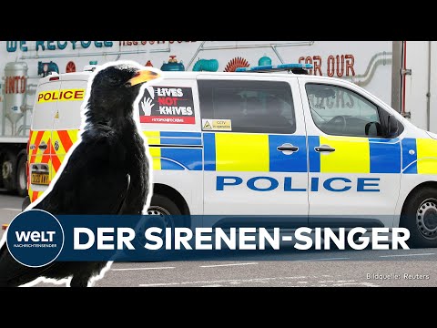Video Thumbnail: THAMES VALLEY: Kurioses Tiervideo! Dieser britische Vogel singt wie eine Polizeisirene